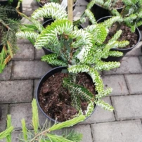 Koreai jegenyefenyő Silberlocke, Abies koreana 20 - 60 cm, kont. 5l