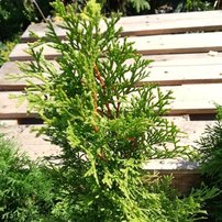 Nyugati tuja Smaragd, Thuja occidentalis 40 - 60 cm, kont. 3l