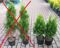 Nyugati tuja Smaragd, Thuja occidentalis 40 - 60 cm, kont. 3l