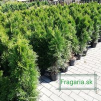Nyugati tuja Smaragd, Thuja occidentalis 40 - 60 cm, kont. 3l