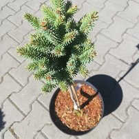 Ezüstfenyő Stanley Pygmy , Picea pungens 30 - 35 cm törzsek, kont. 3l