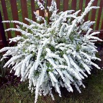 Gyöngyvessző, Spiraea arguta, 20 cm, kont.