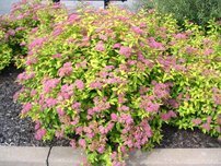 Kerti gyöngyvessző Goldflame, Spiraea x bumalda, kont. 2l. 20 cm