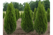 Nyugati tuja Stolwijk, Thuja occidentalis 40 - 60 cm, kont. 3l