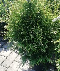 Nyugati tuja Stolwijk, Thuja occidentalis, 40 - 60 cm, kont. 3l