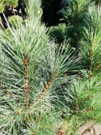 Simafenyő Stowe Pillar , Pinus strobus, kontajner C8,  40-50cm