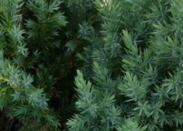 Kúpos kínai Stricta, Juniperus chinensis 40 - 50 cm, kont. 3l