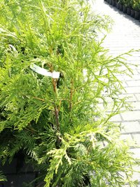 Fonalas tuja Sunshine, Thuja plicata, 60 - 70 cm, kont. 3l