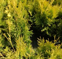 Nyugati tuja Sunkist, Thuja occidentalis 40 - 60 cm, kont. 3l