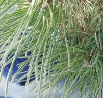 Feketefenyő Syców, Pinus nigra 30 - 40 cm, kont. 3l