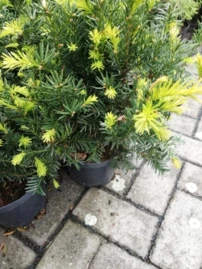 Oszlopos tiszafa Nidiformis, Taxus media 30 - 50 cm, kont. 3l