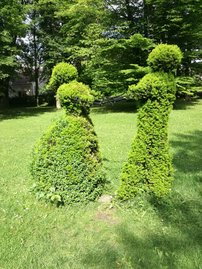 Oszlopos tiszafa Densiformis, Taxus  media 50 - 70 cm, kont. 3l