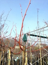 Kislevelű hárs Winter Orange, Tilia cordata, 160 – 200 cm, kont. 5l