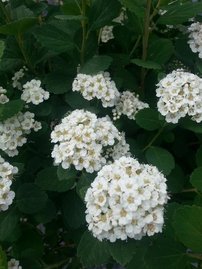 Nyírlevelű gyöngyvessző Tor, Spiraea betulifolia, kont. 2l. 20 cm