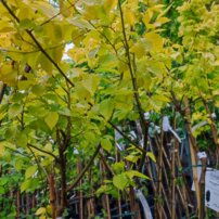 Szibériai szil Aurea -Beijing Gold/ Aurea, Ulmus pumila, 160 – 170 cm, kont. 5l