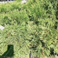 Nyugati tuja Umbraculifera, Thuja occidentalis 40 - 60 cm, kont. 3l