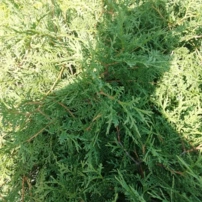 Nyugati tuja Umbraculifera, Thuja occidentalis 40 - 60 cm, kont. 3l