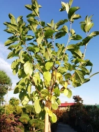 Klotkörsbär Umbraculifera, Prunus eminens 120 - 180 cm, kont. 5I