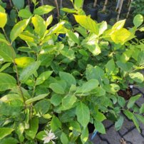 Calycanthus x Venus, 40 – 70 cm, kont. 3l