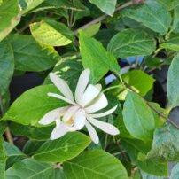 Calycanthus x Venus, 40 – 70 cm, kont. 3l