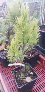 Japán selyemfenyő Venus, Pinus parviflora, kont. C2 ,10-20 cm