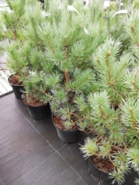 Erdeifenyő Watereri, Pinus sylvestris, 40 - 50 cm, kont. 5l