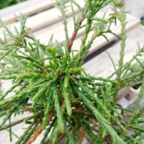 Fonalas tuja Whipcord, Thuja plicata  kont. C3 na 20 - 30 cm.