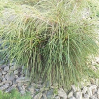 Fonalas tuja Whipcord, Thuja plicata  kont. C3 na 20 - 30 cm.