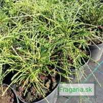 Fonalas tuja Whipcord, Thuja plicata  kont. C3 na 20 - 30 cm.