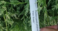 Szavára álciprus White Beauty, Chamaecyparis pisifera 20 - 30 cm, 3l