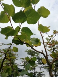 Kislevelű hárs Winter Orange, Tilia cordata, 160 – 200 cm, kont. 5l