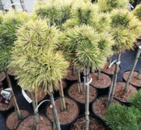 Havasi törpefenyő Wintersonne, Pinus mugo, törzsek, 40 - 50 cm, kont. 5l