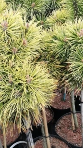 Havasi törpefenyő Wintersonne, Pinus mugo, törzsek, 40 - 50 cm, kont. 5l