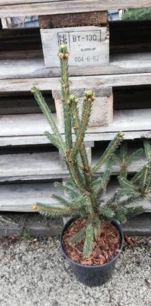 Cukorsüvegfenyő Xavery, Picea Glauca, 30 - 40 cm, kont. 3l