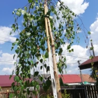 Közönséges nyírfa Youngii, Betula pendula 130 - 180 cm, kont. 5I