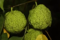 Narancseper, Maclura pomifera, kont. 2l